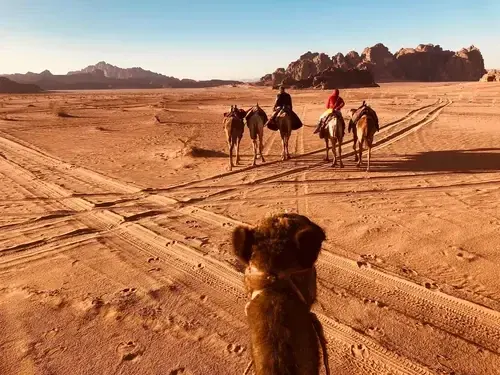 Full-day camel tour with overnight camp – Nature Tours
