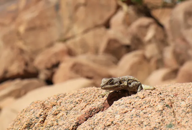 Jeep and canyon walking overnight – Nature Tours