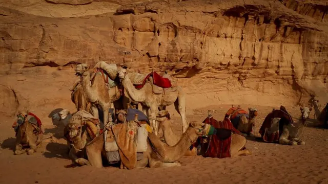 Full-day camel sightseeing tour – Arabian Nights