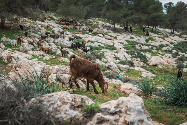 Jordan Trail 301-1 · Fuhais To Iraq Al-Amir